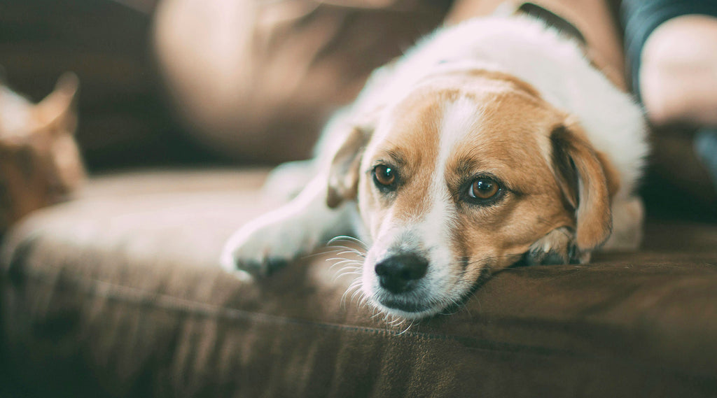 Principali cause di vomito nel cane