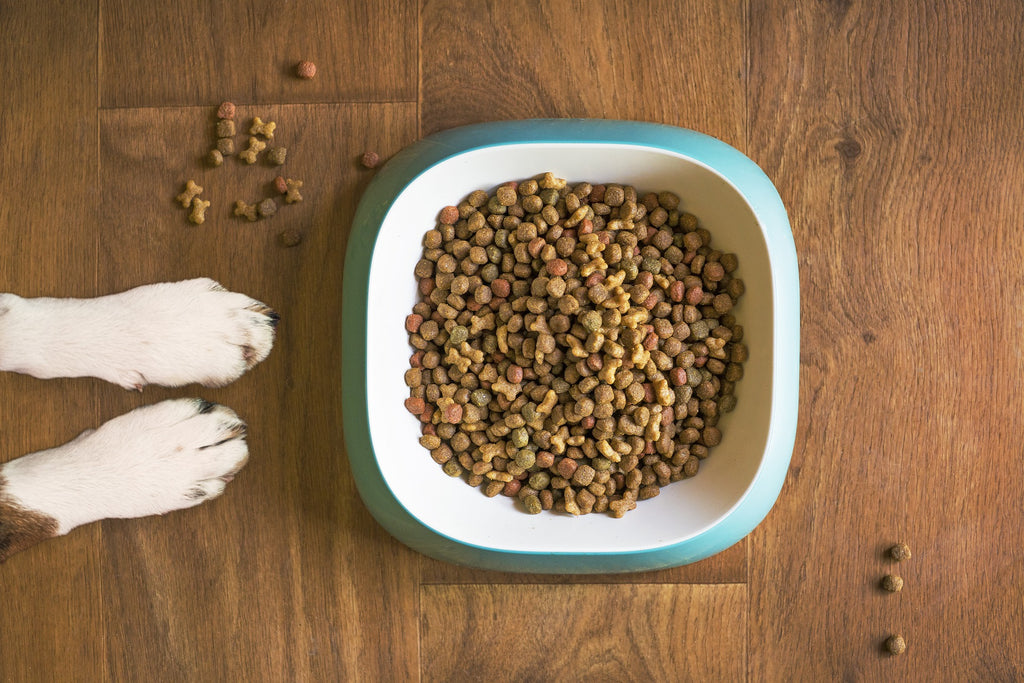 Mancanza di appetito nel cane: cause e soluzioni