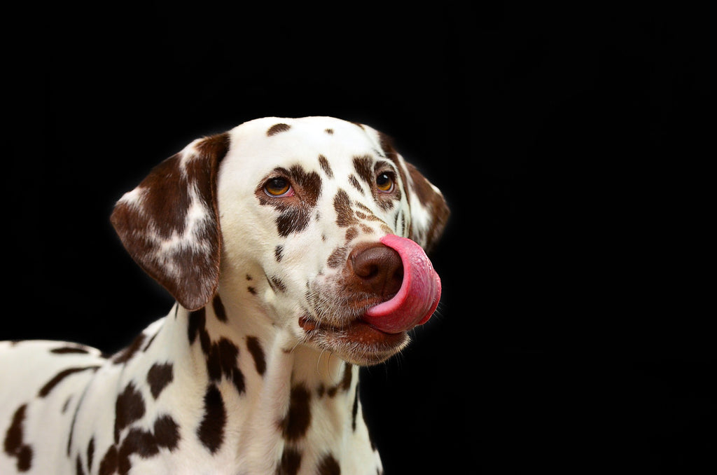 10 benefici del cibo umido per cani