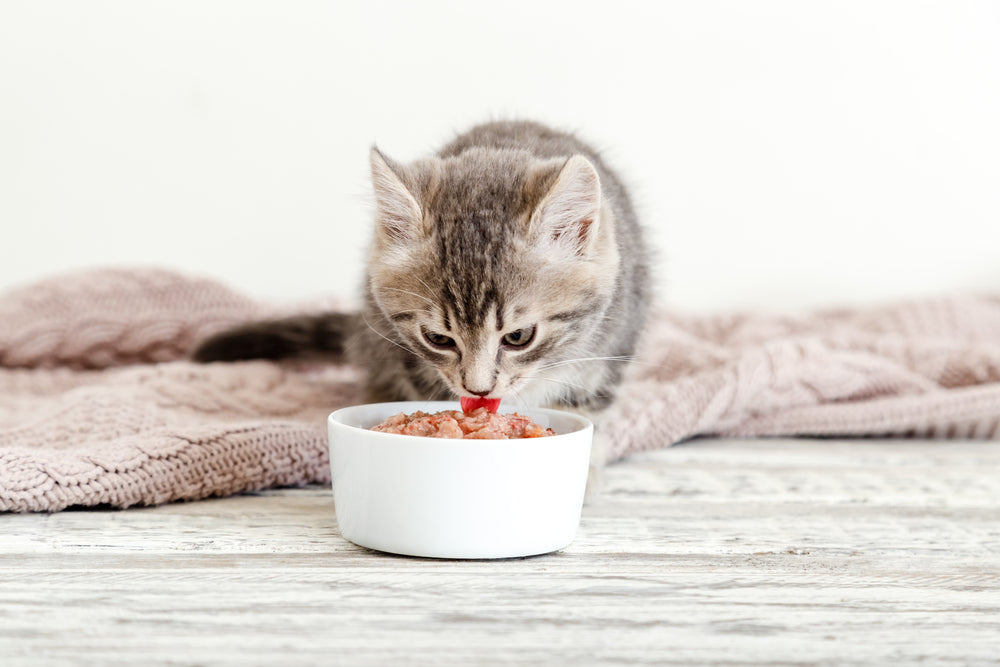Benefici del cibo umido per gatti