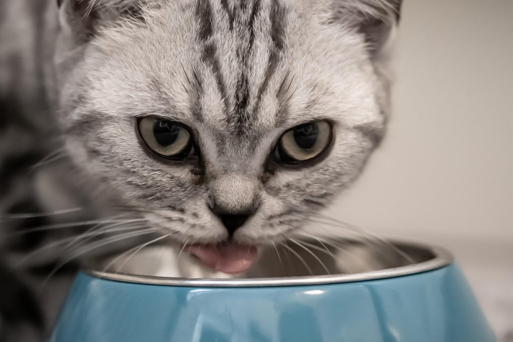 Cibo per gatti senza cereali: si o no?