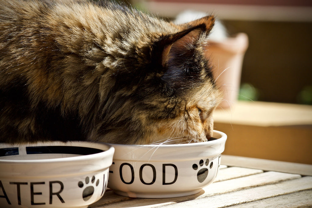 Cos'è il cibo per gatti ipoallergenico e quali sono i suoi vantaggi?