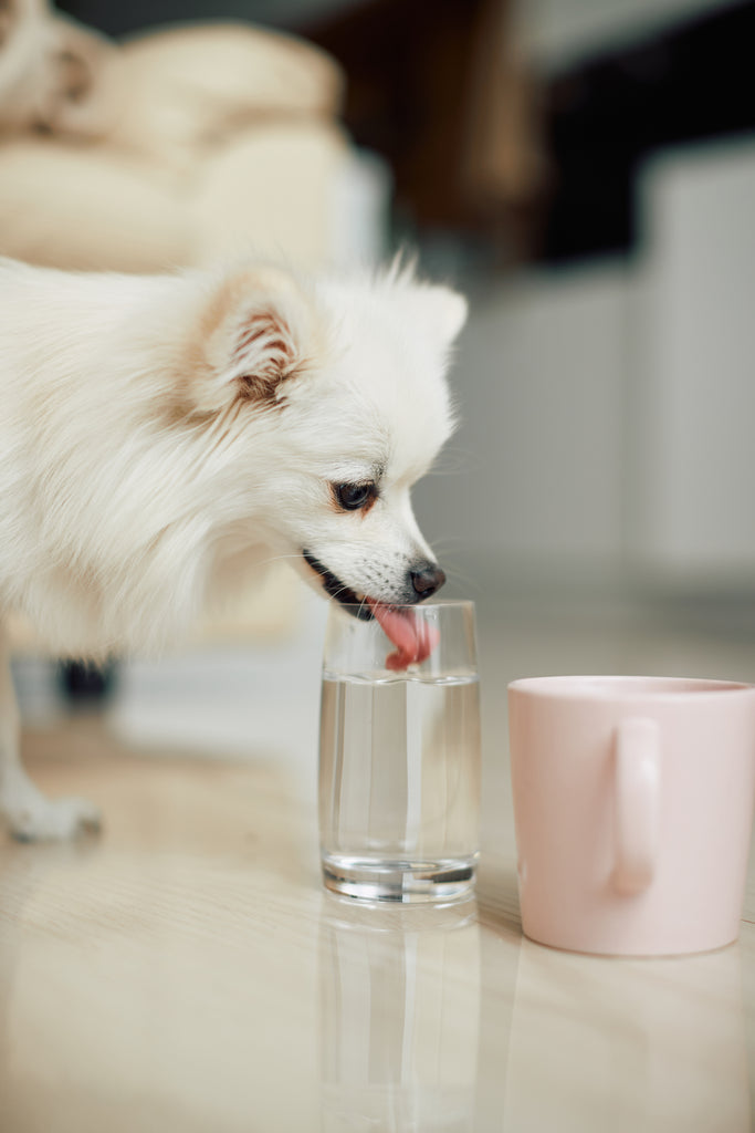 Perché il mio cane anziano beve molta acqua?