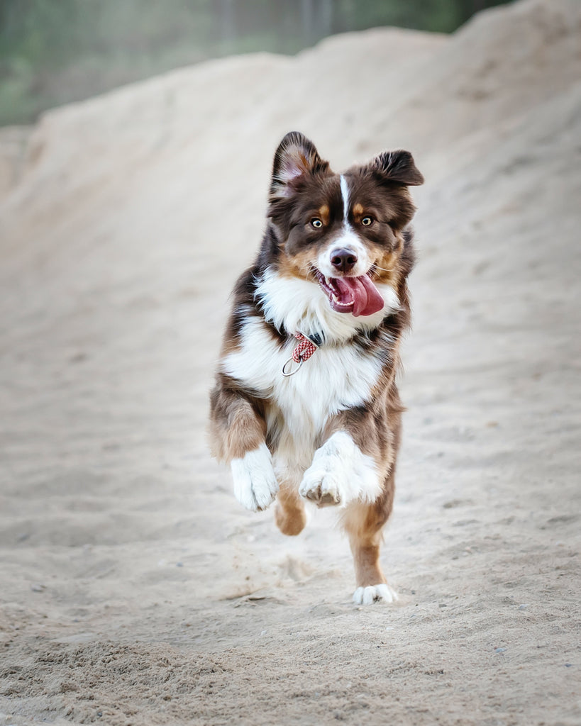 Glucosamina e condroitina per cani: cosa sono e quali benefici hanno?