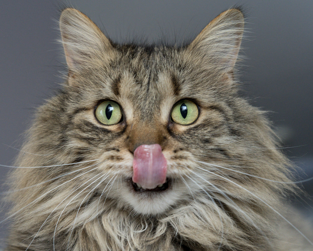 Qual è il miglior cibo ipoallergenico per gatti?