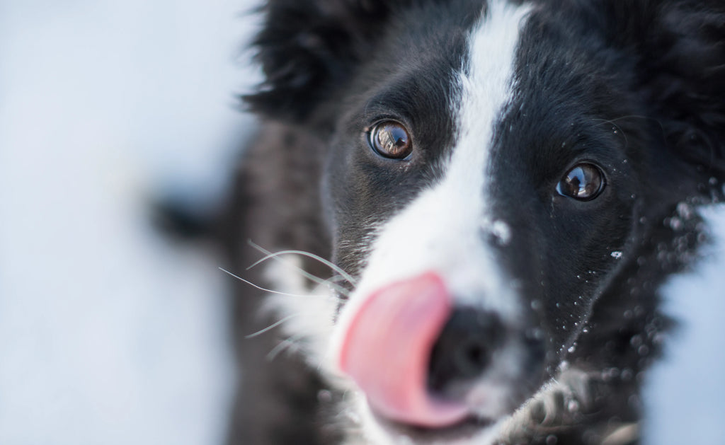 Scopri il miglior cibo per cani ipoallergenico per cani