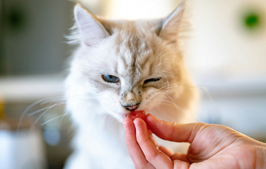 5 cibi mortali per i gatti: cosa non dovrebbero mangiare?
