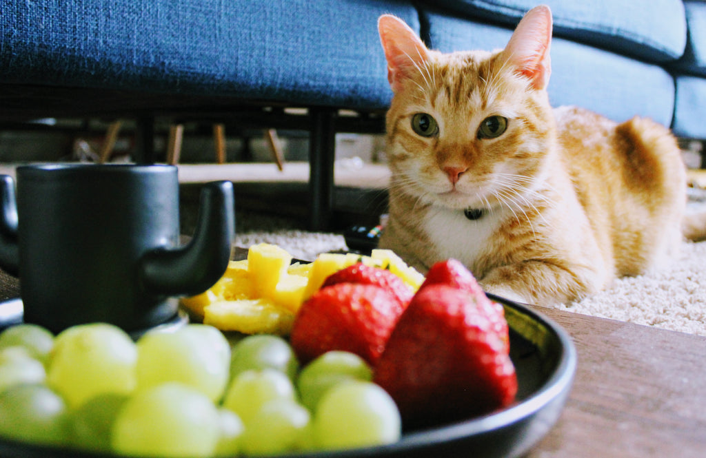 Uva e gatti: i gatti possono mangiare questo frutto?