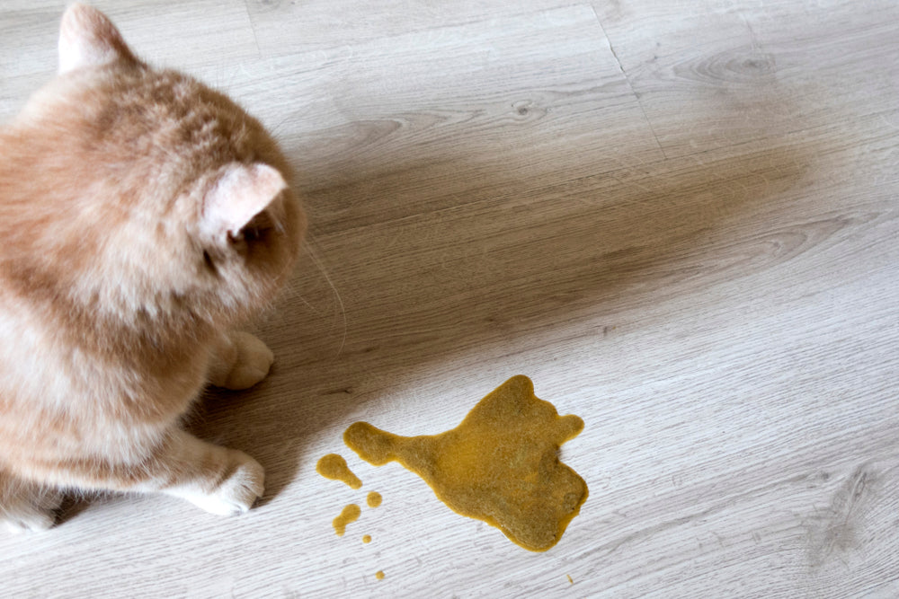 Perchè il mio gatto vomita il cibo?