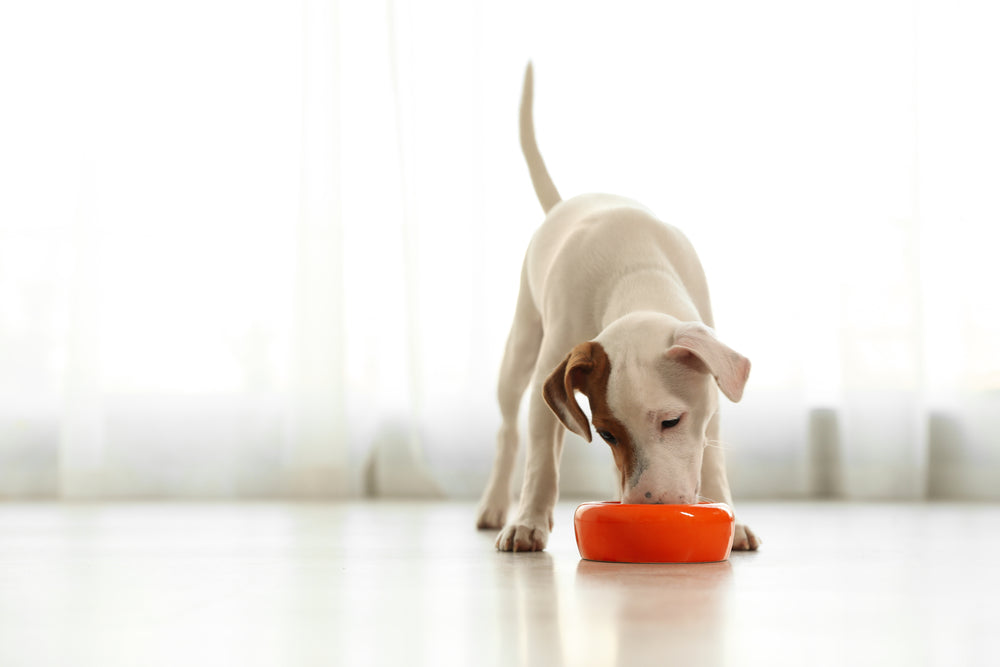 Omega 3 per cani: come introdurre questo acido grasso essenziale nella loro dieta?