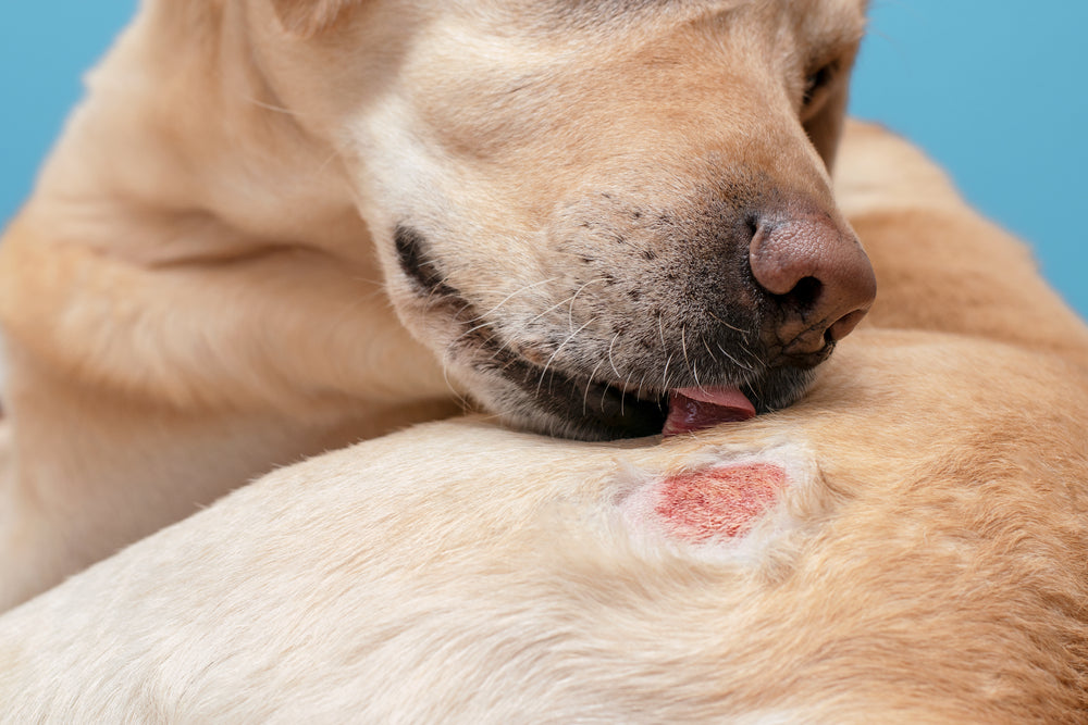 Allergie alimentari nei cani: cosa sono e come si possono affrontare?