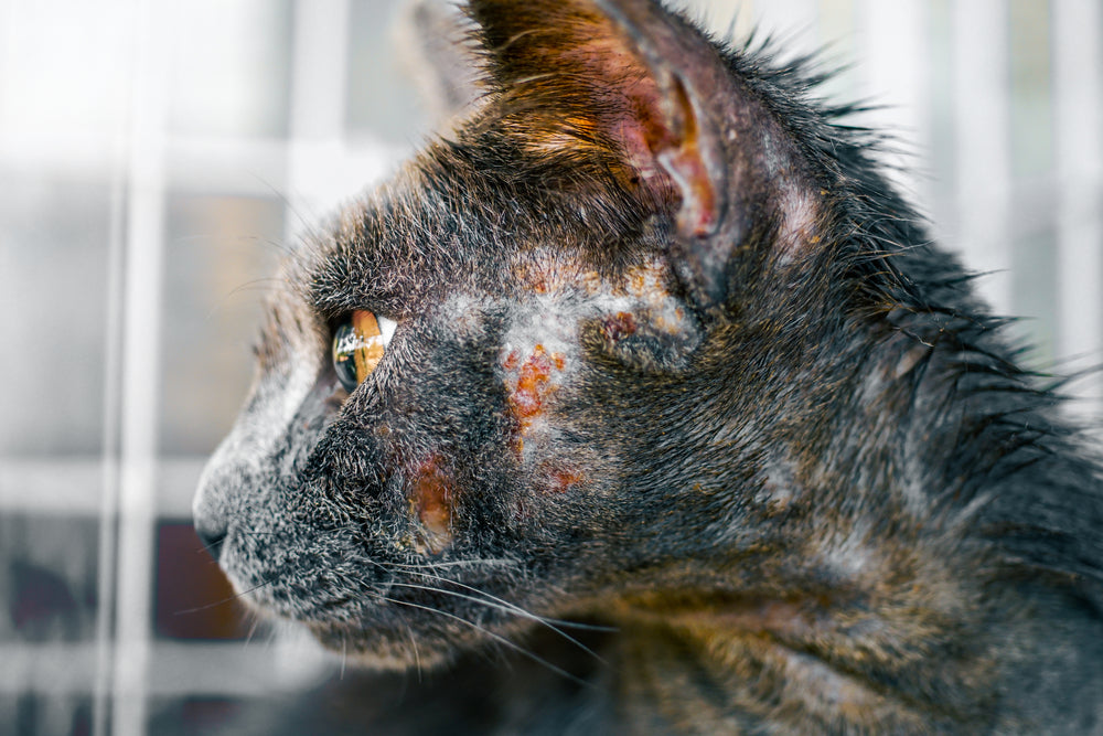 Funghi nei gatti: sintomi, trattamento e prevenzione