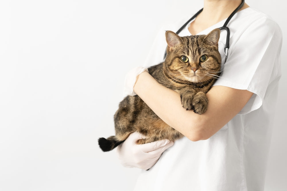 Quali sono le malattie più comuni nei gatti? – Onlyfresh Italia