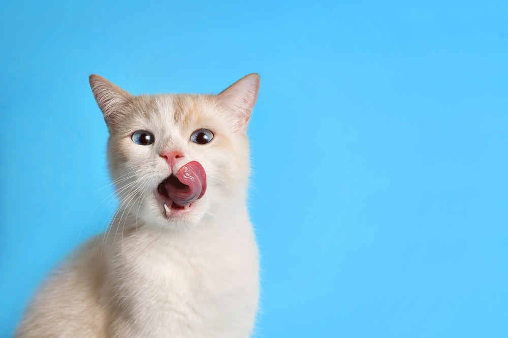 Cosa dare da mangiare ad un gattino di 1 mese?